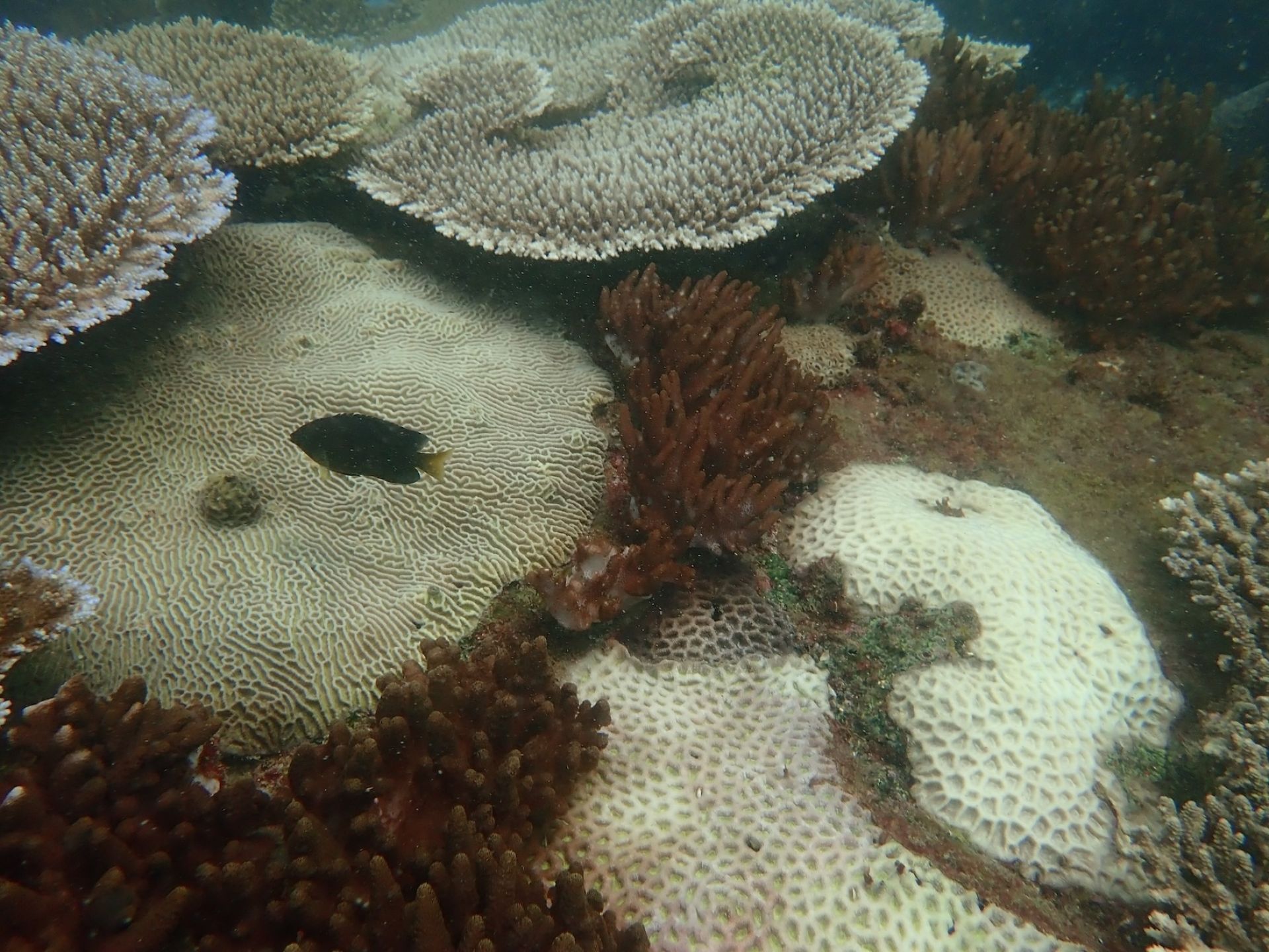 The 一本道team surveyed 27 sites at the Keppel Islands, with most sites showing signs of bleaching, and only deeper areas of reefs relatively unimpacted by heat stress. PICTURE: TropWATER/JCU